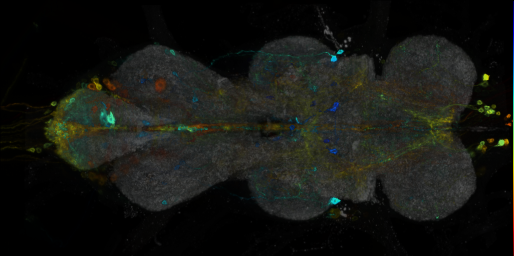 P{VT062619-GAL4} expression pattern
