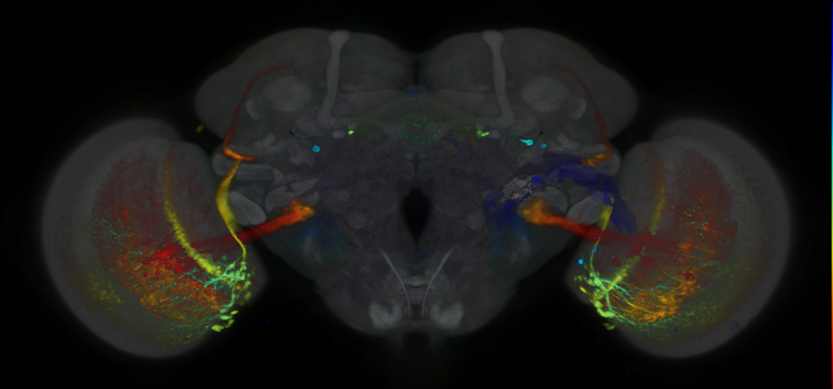 P{VT062624-GAL4} expression pattern