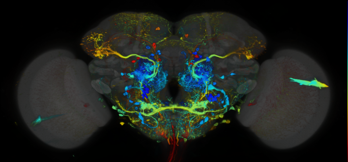 P{VT063626-GAL4} expression pattern