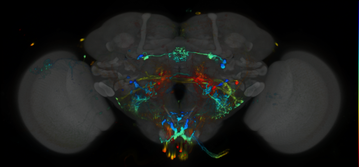 P{VT063740-GAL4} expression pattern