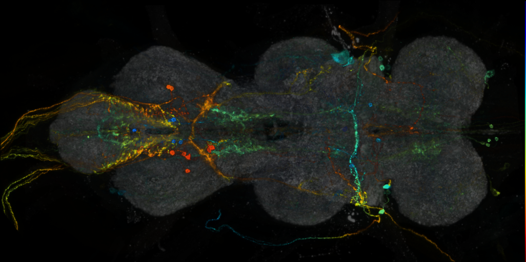 P{VT063740-GAL4} expression pattern