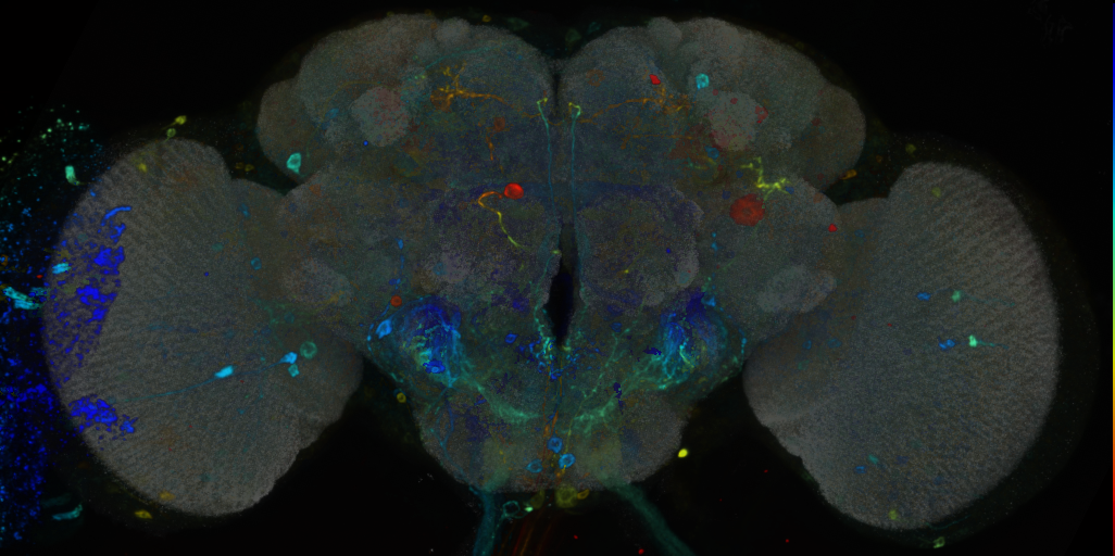 P{VT063980-GAL4} expression pattern
