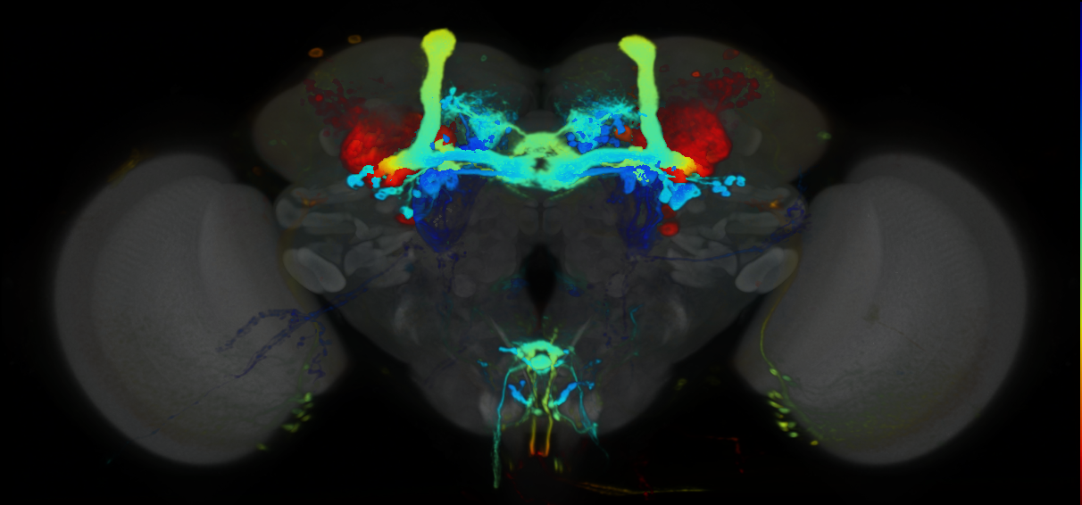 P{VT064508-GAL4} expression pattern