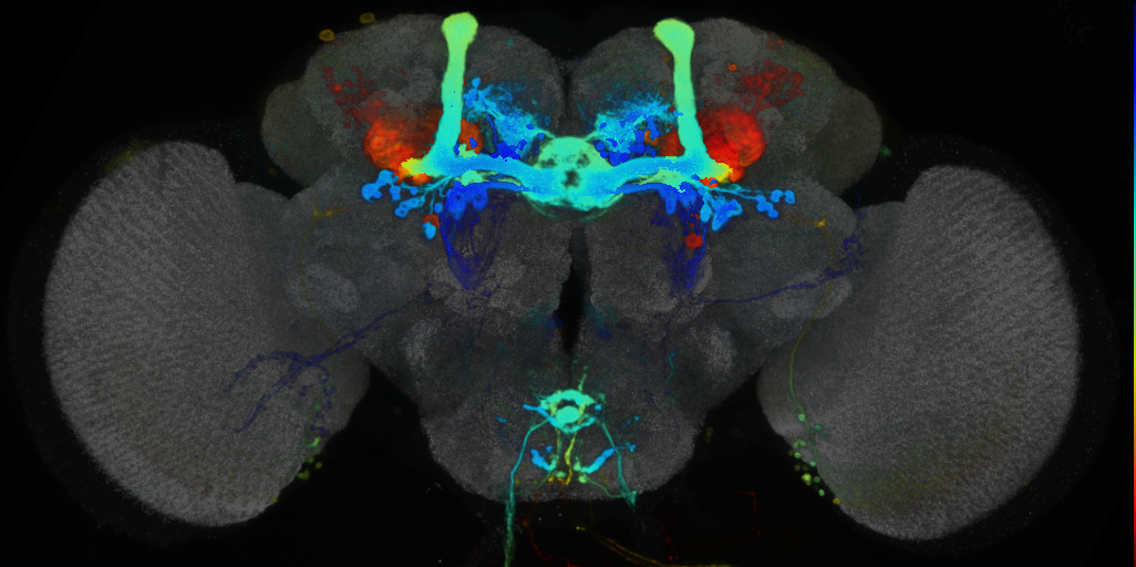 P{VT064508-GAL4} expression pattern