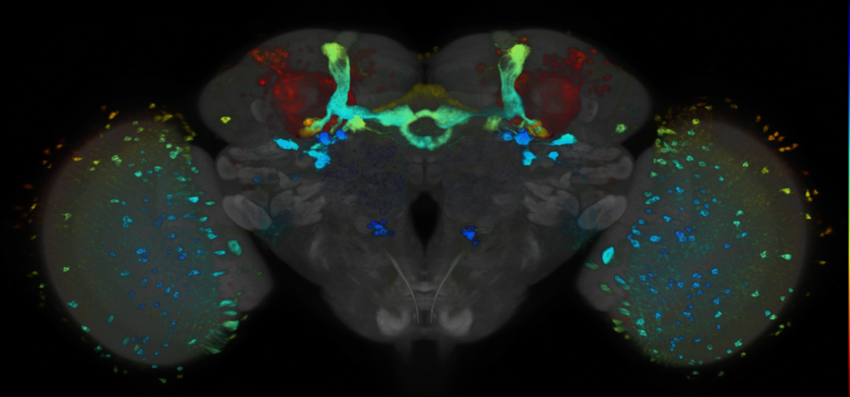 P{VT064562-GAL4} expression pattern