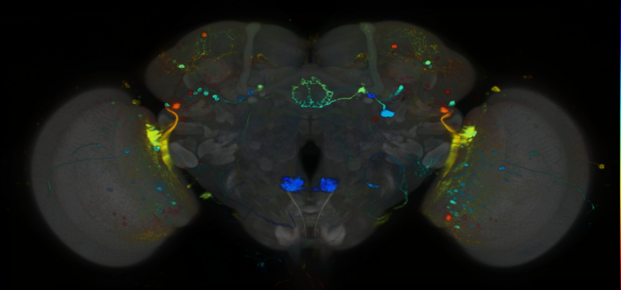 P{VT065290-GAL4} expression pattern