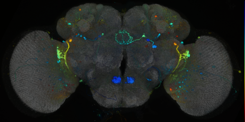 P{VT065290-GAL4} expression pattern