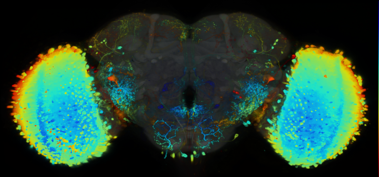 P{VT065320-GAL4} expression pattern