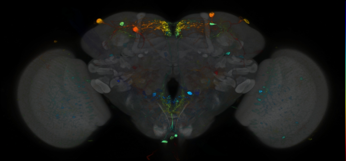 P{VT065328-GAL4} expression pattern