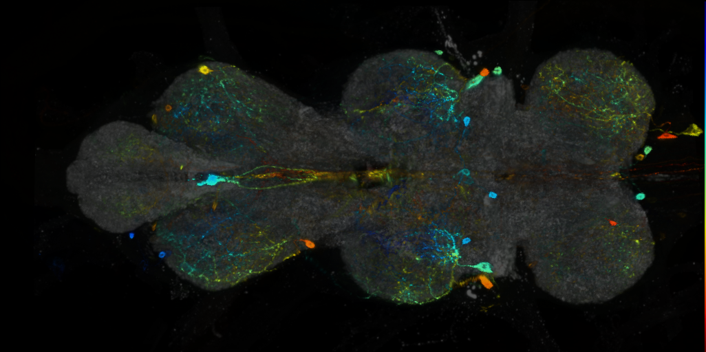 P{VT065328-GAL4} expression pattern