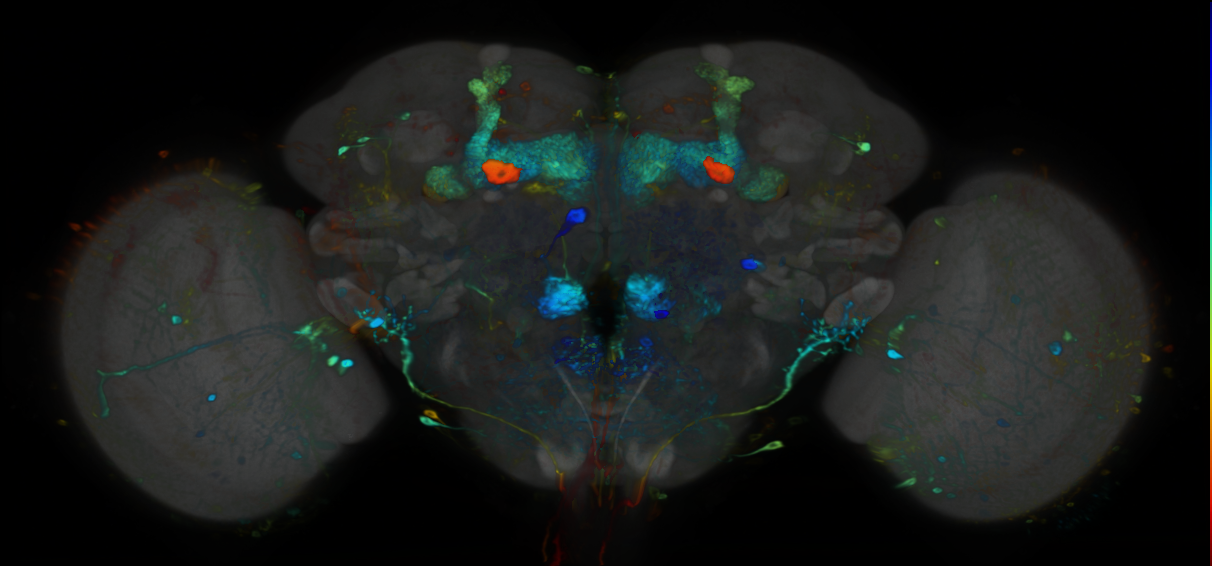 P{VT006412-GAL4} expression pattern