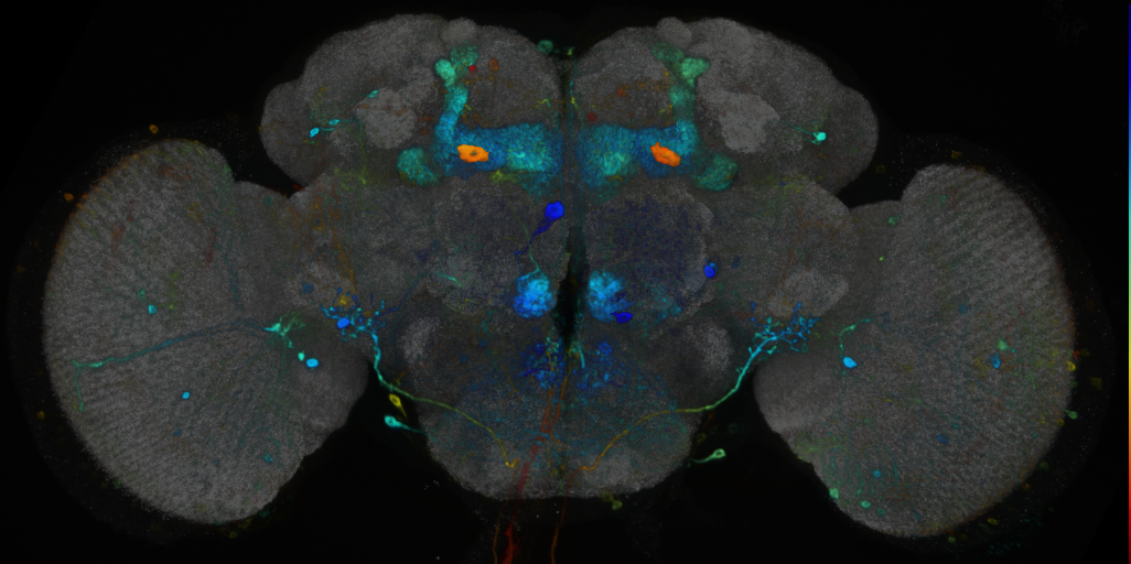 P{VT006412-GAL4} expression pattern