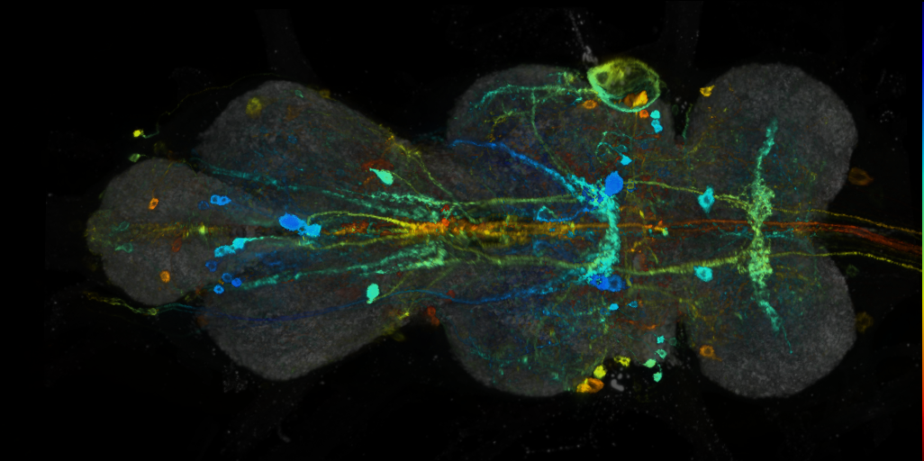 P{VT006412-GAL4} expression pattern