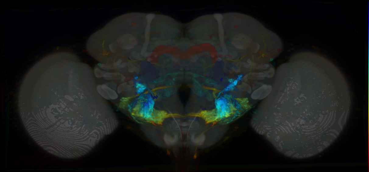 P{VT006868-GAL4} expression pattern
