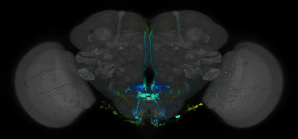 P{VT007351-GAL4} expression pattern