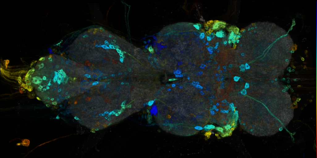 P{VT007351-GAL4} expression pattern