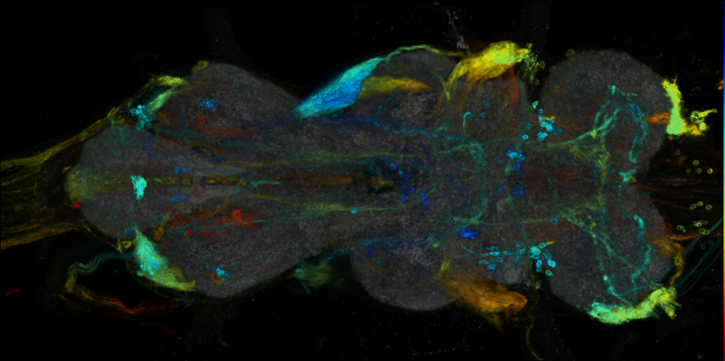 P{VT007397-GAL4} expression pattern