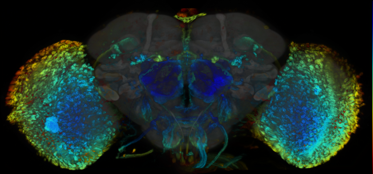 P{VT008172-GAL4} expression pattern