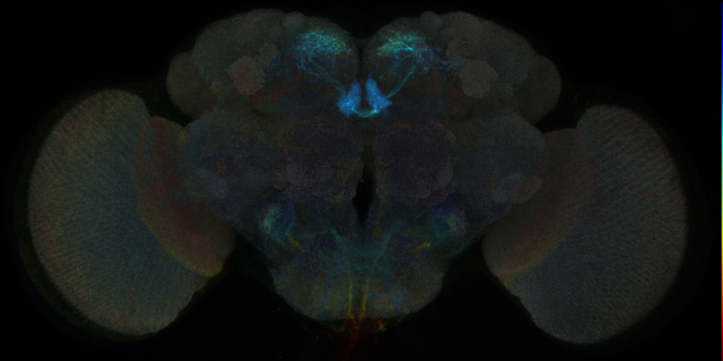 JRC_MB315C in the Adult Brain