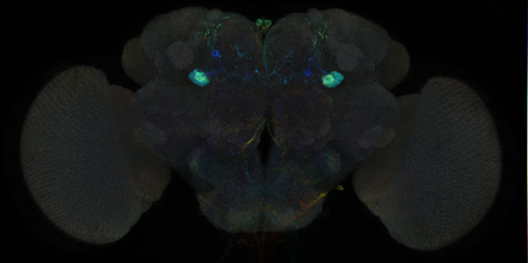 JRC_MB085C in the Adult Brain
