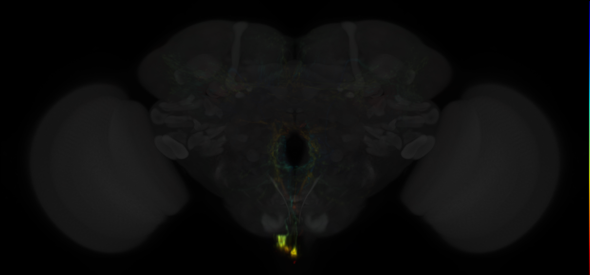 JRC_MB113C in the Adult Brain