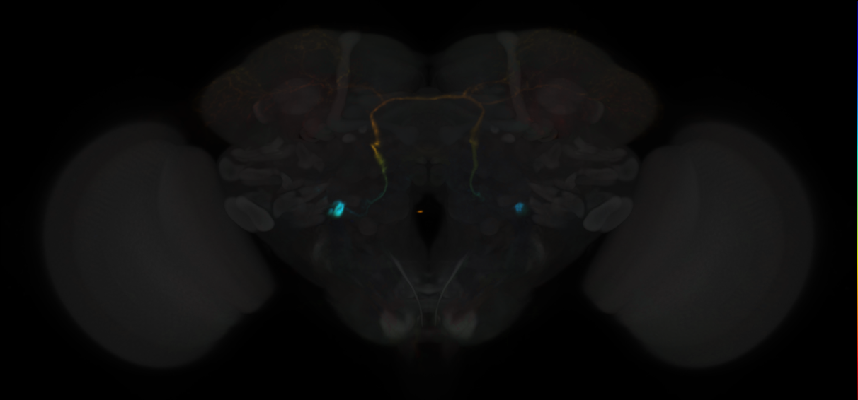 JRC_MB465C in the Adult Brain