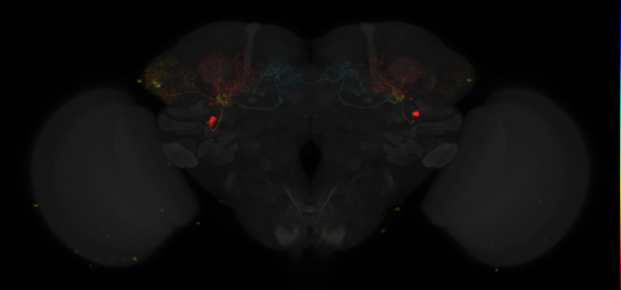 JRC_MB242A in the Adult Brain