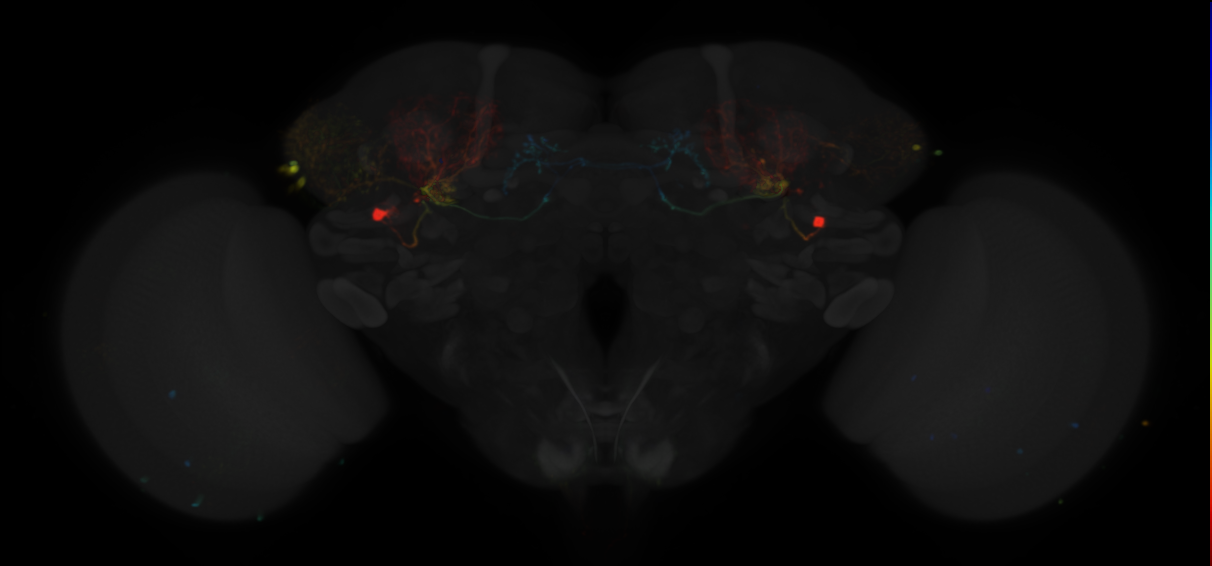 JRC_MB242A in the Adult Brain