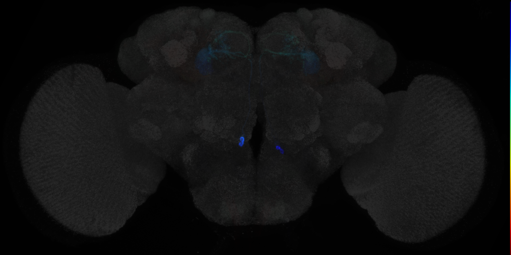 JRC_MB077B in the Adult Brain