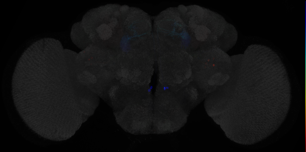 JRC_MB051B in the Adult Brain