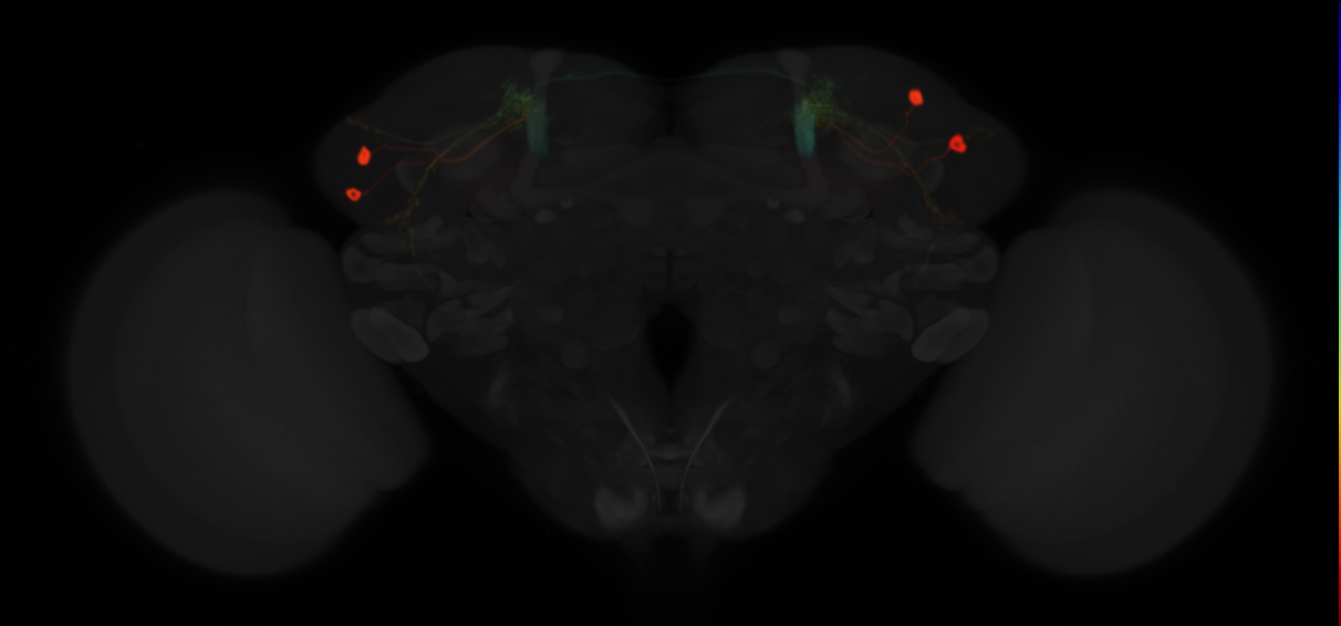 JRC_MB549C in the Adult Brain