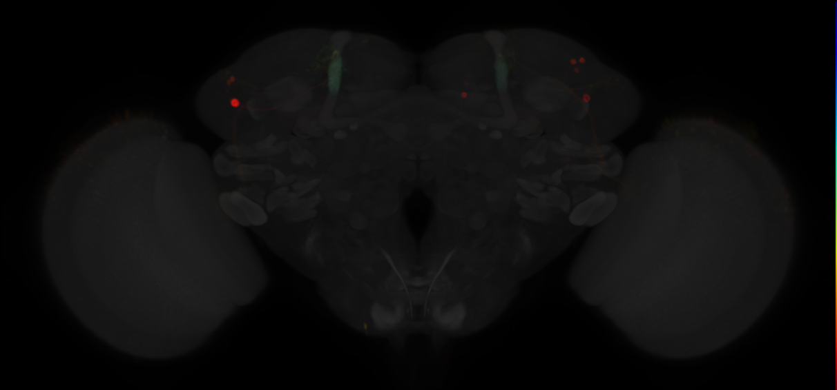 JRC_MB080C in the Adult Brain