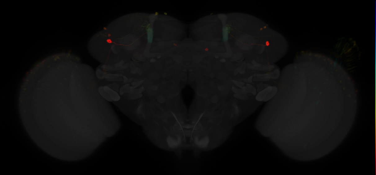 JRC_MB080C in the Adult Brain
