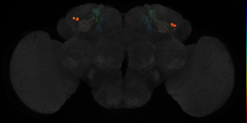 JRC_MB543B in the Adult Brain