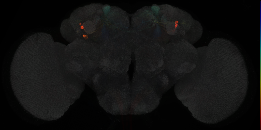 JRC_MB060B in the Adult Brain