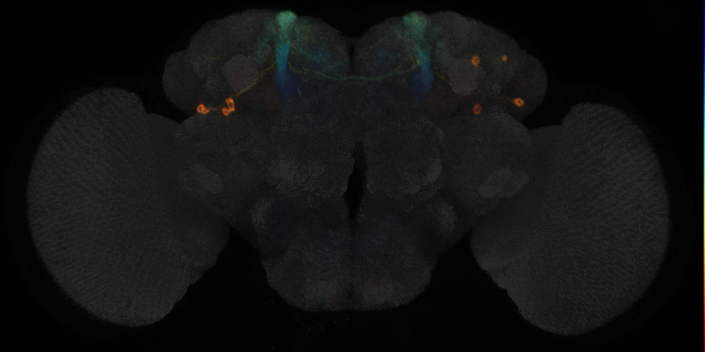 JRC_MB065B in the Adult Brain