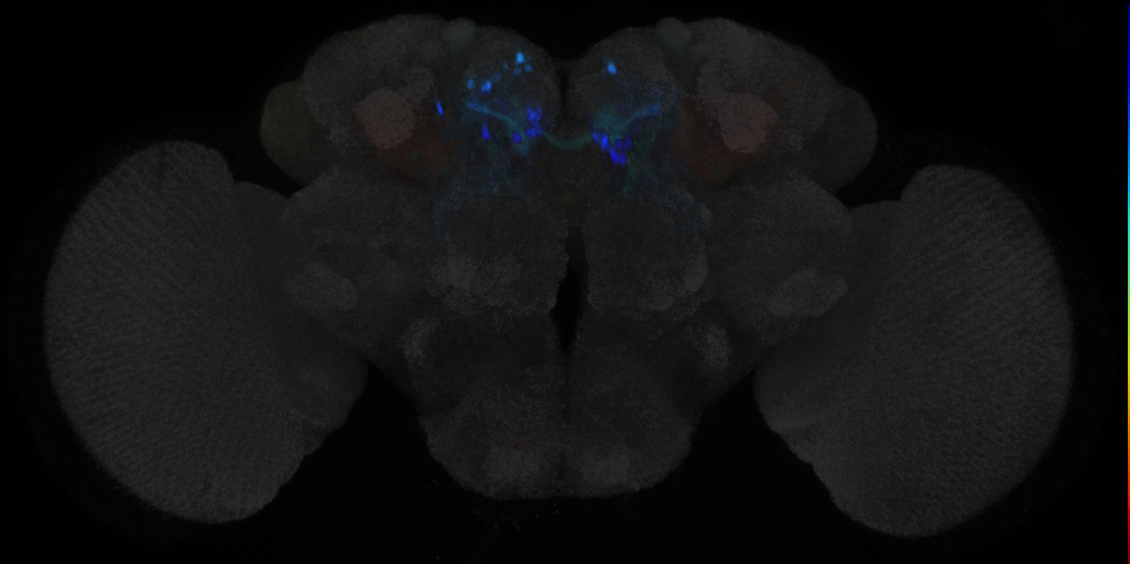 JRC_MB312B in the Adult Brain