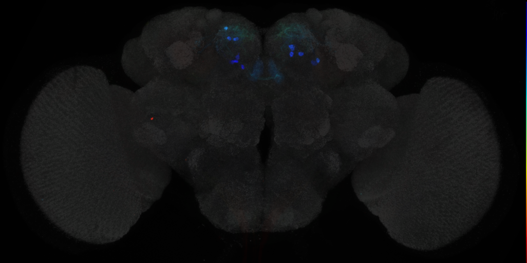 JRC_MB315C in the Adult Brain