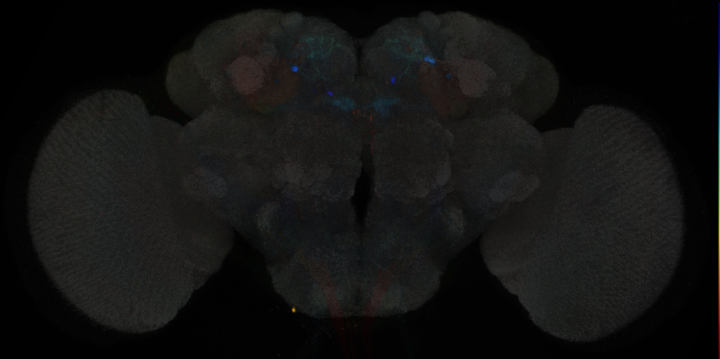 JRC_MB087C in the Adult Brain