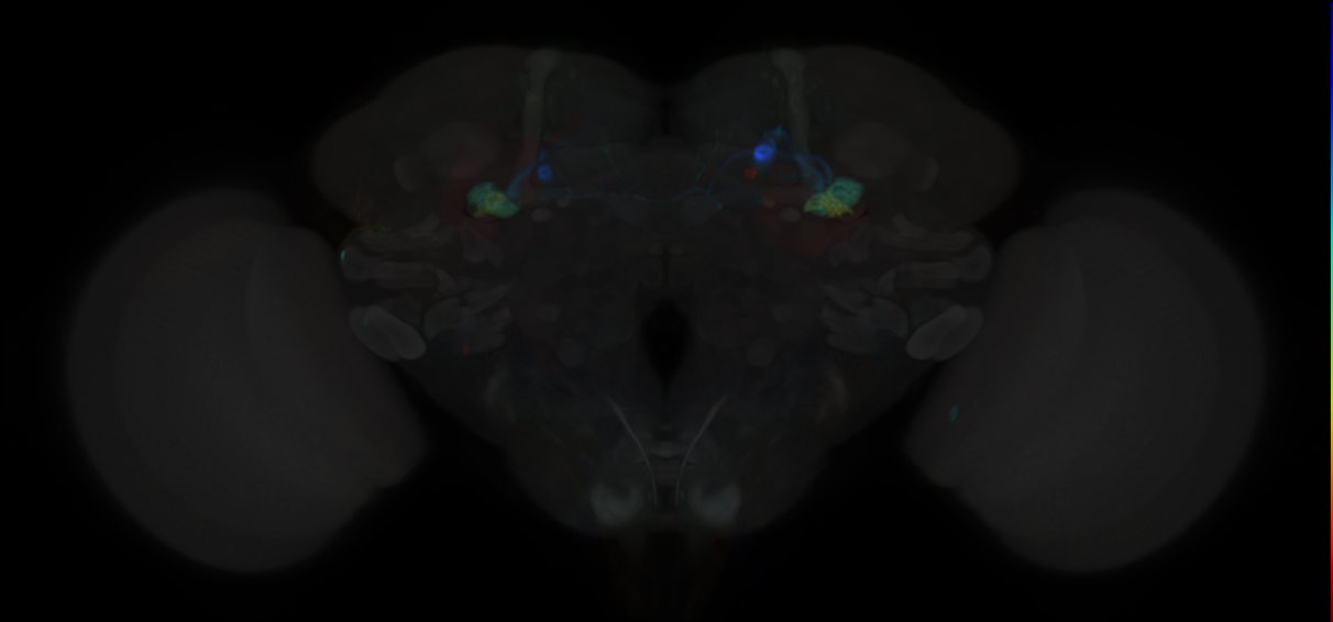 JRC_MB112C in the Adult Brain