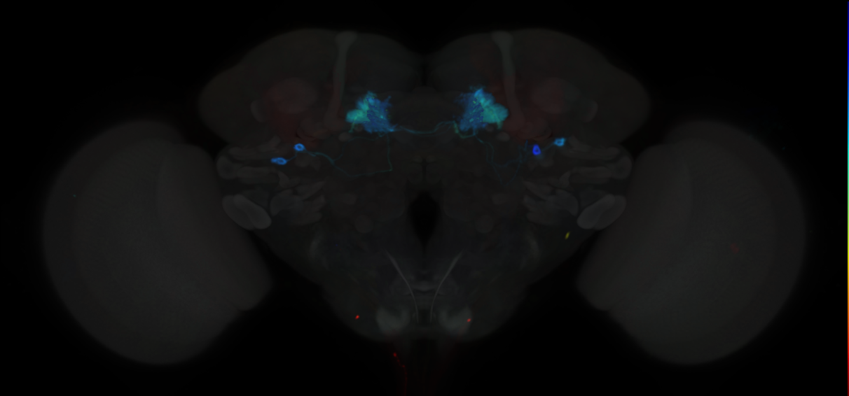 JRC_MB083C in the Adult Brain