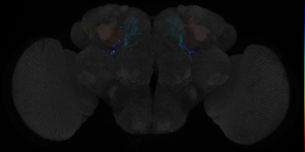 JRC_MB057B in the Adult Brain