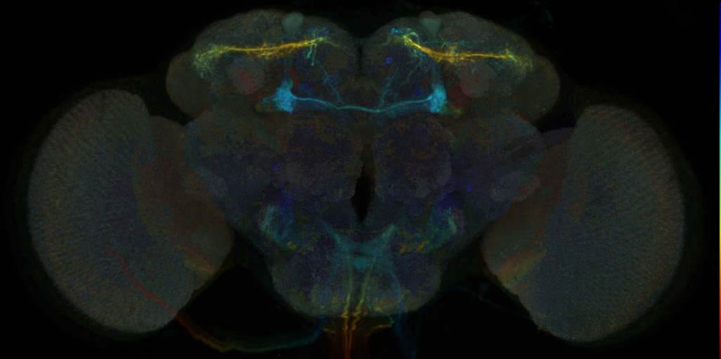 JRC_MB043C in the Adult Brain