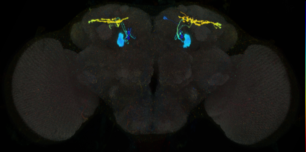 JRC_MB310C in the Adult Brain