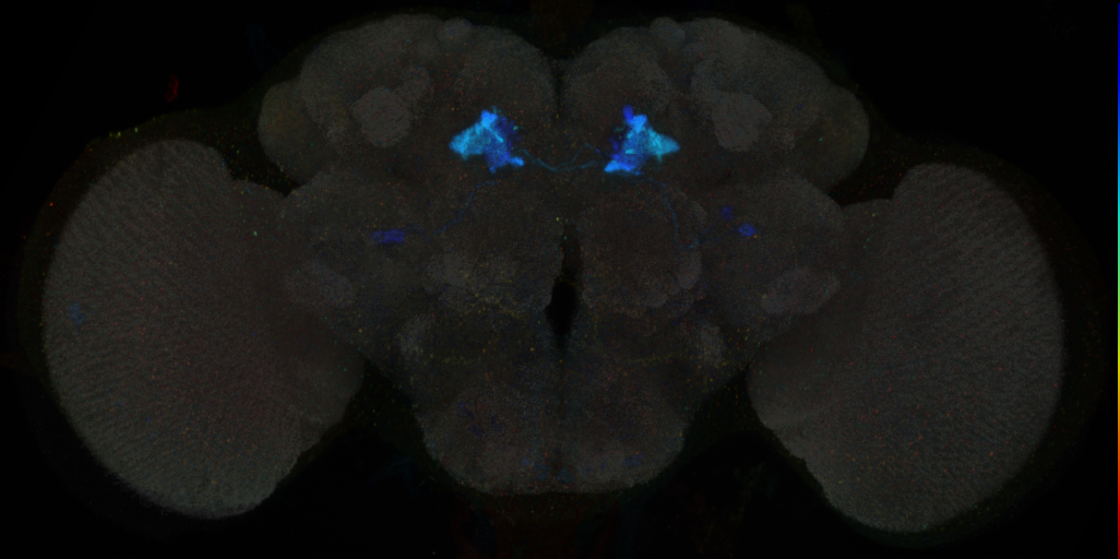JRC_MB110C in the Adult Brain