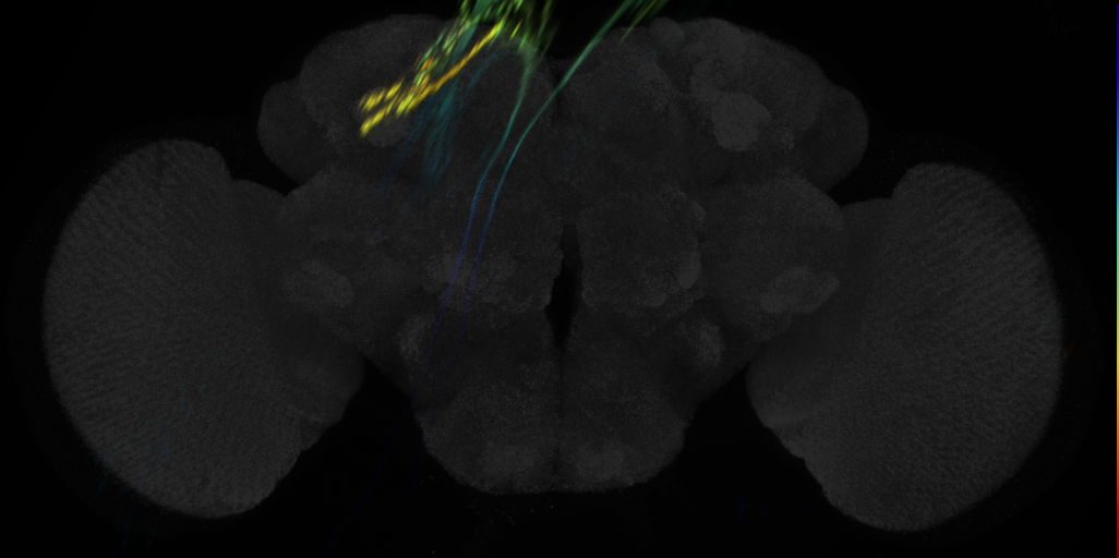 JRC_MB082C in the Adult Brain