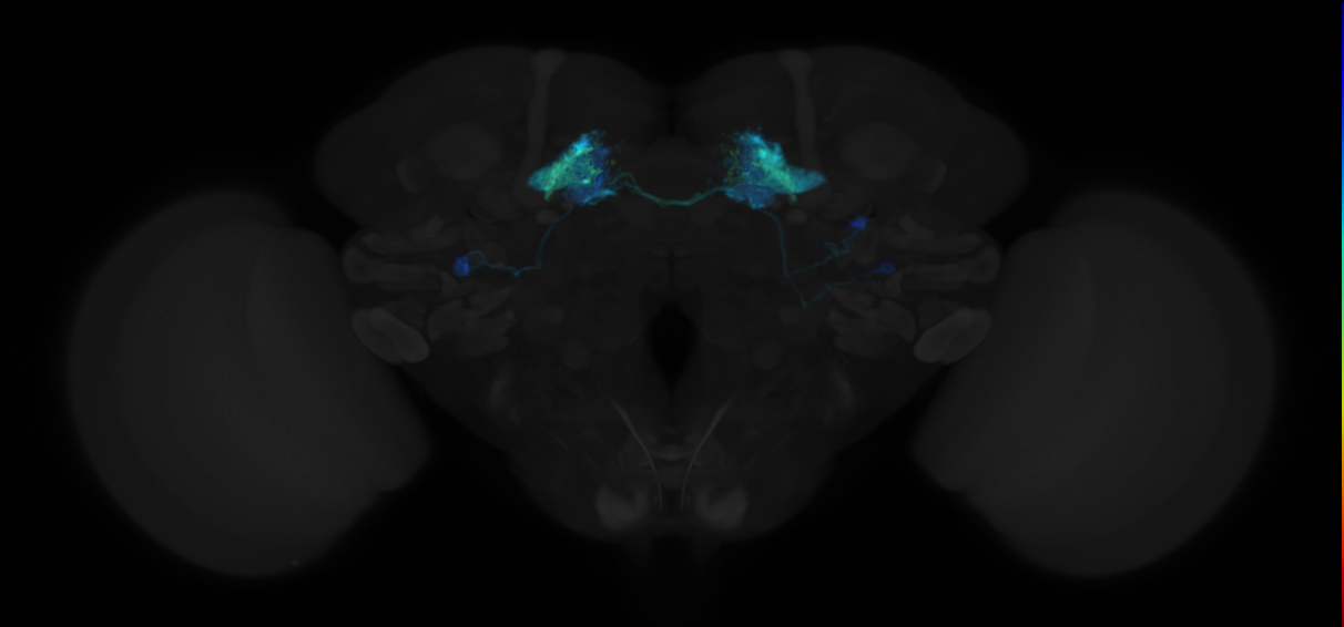 JRC_MB083C in the Adult Brain
