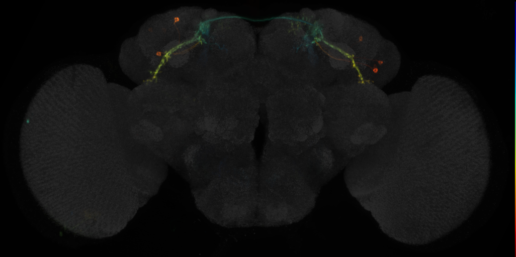 JRC_MB542B in the Adult Brain