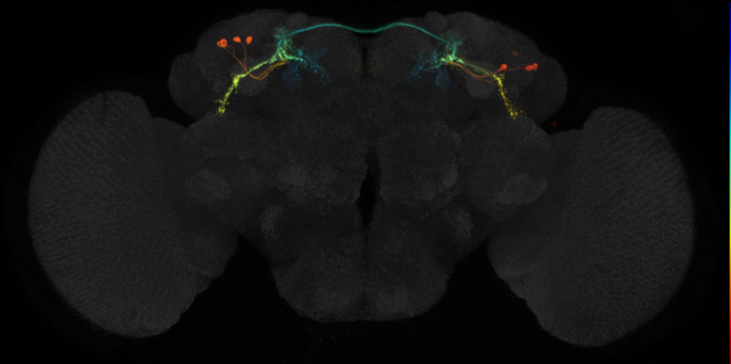 JRC_MB543B in the Adult Brain
