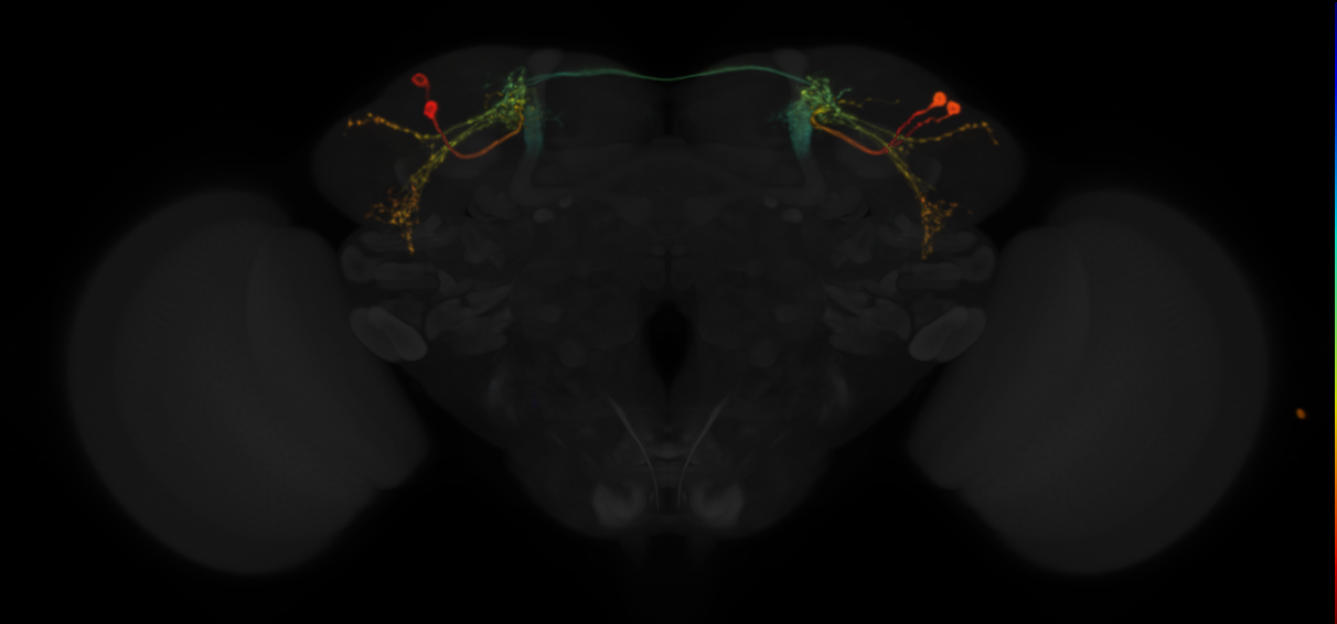 JRC_MB549C in the Adult Brain
